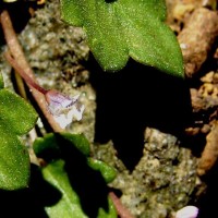 Cymbalaria muralis G.Gaertn., B.Mey. & Scherb.